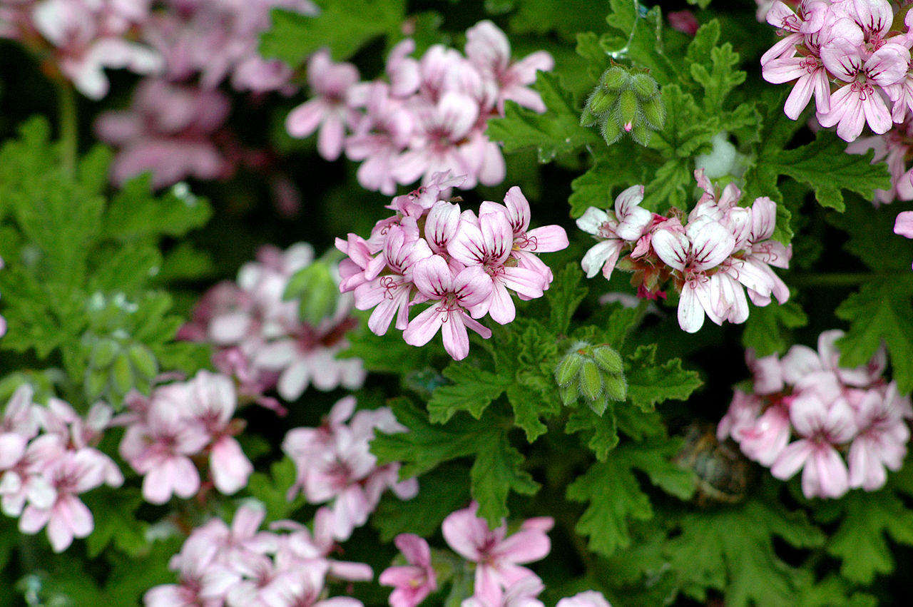 Pelargonium graveolens Pelargonium graveolens